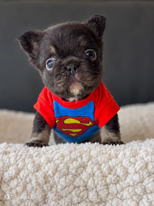 Loki  – French Bulldog puppy for sale in Porter, TX
