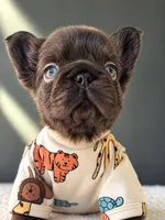 Nugget-Laid Back and Full of Love, a male French Bulldog for sale in Porter, TX – 1 of 3