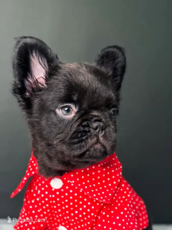 Yogi the Bear – French Bulldog puppy for sale in Porter, TX
