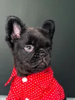 Yogi the Bear, a male French Bulldog for sale in Porter, TX – 1 of 6