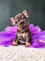 Mochi-Tiny Paws, Sweetest Heart, a female French Bulldog for sale in Porter, TX – 2 of 3