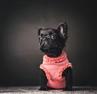 Elvira AKA Elvi, a female French Bulldog for sale in Porter, TX – 1 of 7