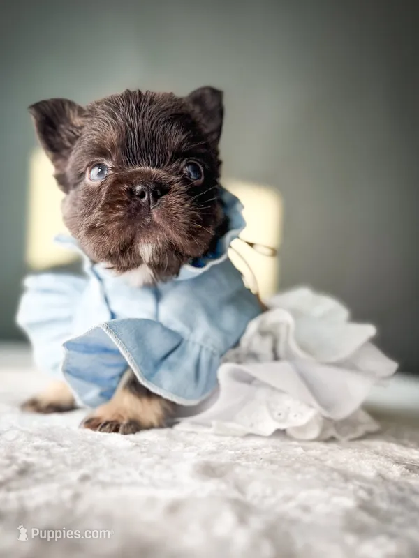 Shiloh – French Bulldog puppy for sale in Porter, TX