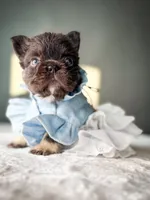 Shiloh, a female French Bulldog for sale in Porter, TX – 1 of 6