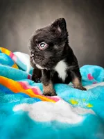 Loki , a male French Bulldog for sale in Porter, TX – 3 of 6