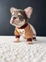 Lil Drill Bit-The Littlest Heartbreaker, a male French Bulldog for sale in Porter, TX – 3 of 5