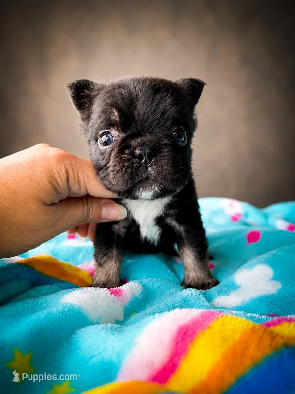 Loki  – French Bulldog puppy for sale in Porter, TX