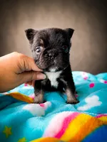 Loki , a male French Bulldog for sale in Porter, TX – 1 of 6