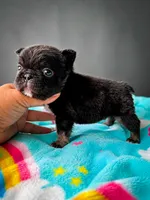 Loki , a male French Bulldog for sale in Porter, TX – 4 of 6