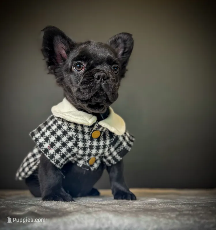 Elvira AKA Elvi – French Bulldog puppy for sale in Porter, TX