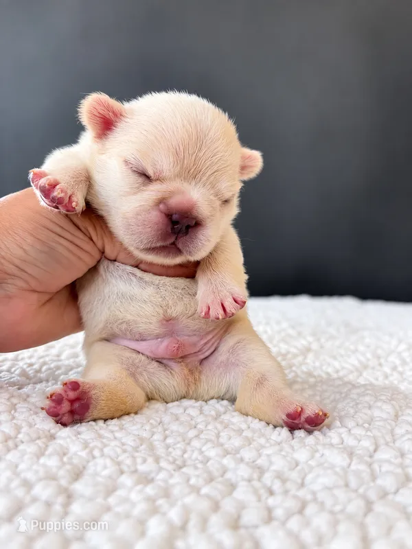 Nanook-Cool Name, Warm Heart – French Bulldog puppy for sale in Porter, TX