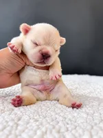 Nanook-Cool Name, Warm Heart, a male French Bulldog for sale in Porter, TX – 1 of 1
