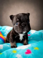 Loki , a male French Bulldog for sale in Porter, TX – 6 of 6