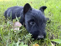 AKC Carter, a female Scottish Terrier for sale in Worden, MT – 6 of 6