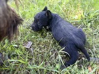Capri, a female Scottish Terrier for sale in Worden, MT – 3 of 6