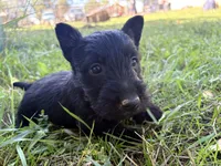 Capri, a female Scottish Terrier for sale in Worden, MT – 2 of 6