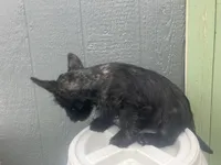 Clair, a female Scottish Terrier for sale in Worden, MT – 3 of 3