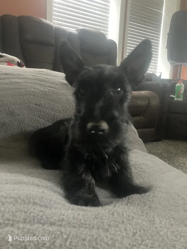 Clair – Scottish Terrier puppy for sale in Worden, MT