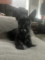 Clair, a female Scottish Terrier for sale in Worden, MT – 1 of 3