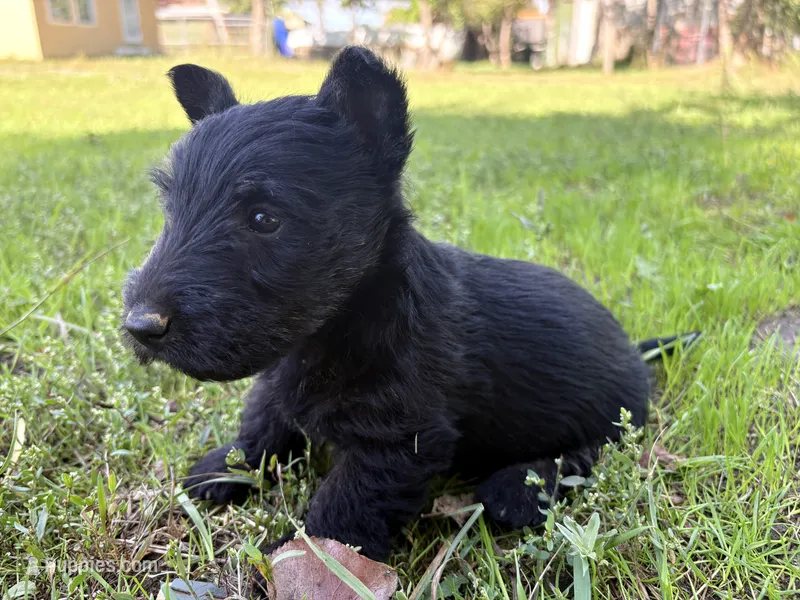 AKC Carter – Scottish Terrier puppy for sale in Worden, MT