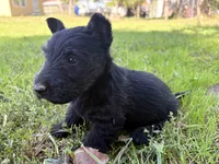 AKC Carter, a female Scottish Terrier for sale in Worden, MT – 1 of 6