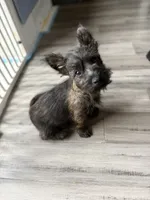 Monty, a male Cairn Terrier for sale in Worden, MT – 2 of 3