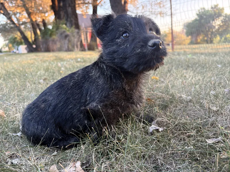 Bentley  – Scottish Terrier, Cairn Terrier puppy for sale in Worden, MT