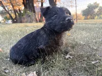 Bentley , a male Scottish Terrier and Cairn Terrier for sale in Worden, MT – 1 of 3