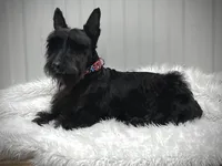 AKC Maximus, a male Scottish Terrier for sale in Worden, MT – Photo 2 of 2