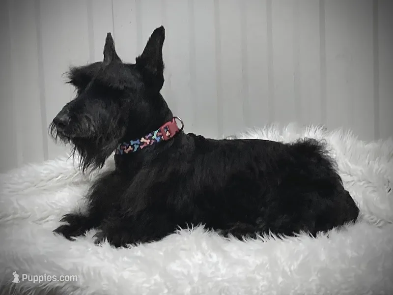 AKC Maximus, a male Scottish Terrier for sale in Worden, MT – Photo 1 of 2