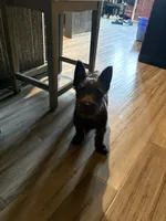 Charlie , a male Cairn Terrier for sale in Worden, MT – 3 of 4