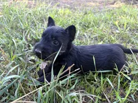 Capri, a female Scottish Terrier for sale in Worden, MT – 6 of 6