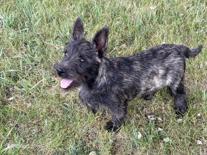 Charlie  – Cairn Terrier puppy for sale in Worden, MT