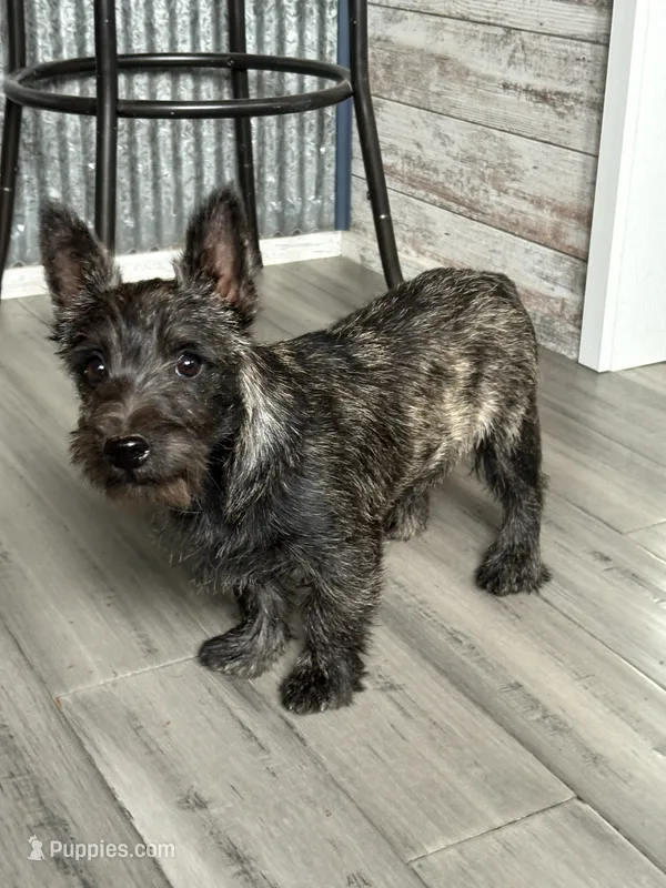 Charlie  – Cairn Terrier puppy for sale in Worden, MT