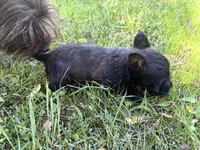 Capri, a female Scottish Terrier for sale in Worden, MT – 5 of 6