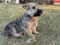 Baxter, a male Scottish Terrier and Cairn Terrier for sale in Worden, MT – 4 of 4