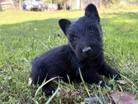 AKC Carter, a female Scottish Terrier for sale in Worden, MT – 4 of 6