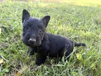 Capri, a female Scottish Terrier for sale in Worden, MT – 1 of 6