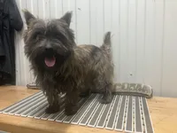 Berg, a male Cairn Terrier for sale in Worden, MT – Photo 1 of 3