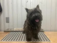Berg, a male Cairn Terrier for sale in Worden, MT – Photo 2 of 3