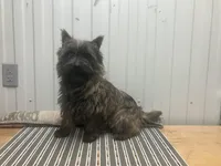 Berg, a male Cairn Terrier for sale in Worden, MT – Photo 3 of 3