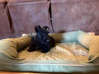 Ichi, a male Scottish Terrier for sale in Worden, MT – Photo 2 of 5