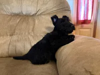 Ichi, a male Scottish Terrier for sale in Worden, MT – Photo 1 of 5