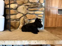 Ichi, a male Scottish Terrier for sale in Worden, MT – Photo 4 of 5