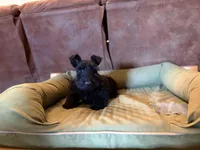 Ichi, a male Scottish Terrier for sale in Worden, MT – Photo 3 of 5
