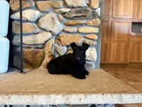 Ichi, a male Scottish Terrier for sale in Worden, MT – Photo 5 of 5