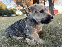 Baxter, a male Scottish Terrier and Cairn Terrier for sale in Worden, MT – 3 of 4
