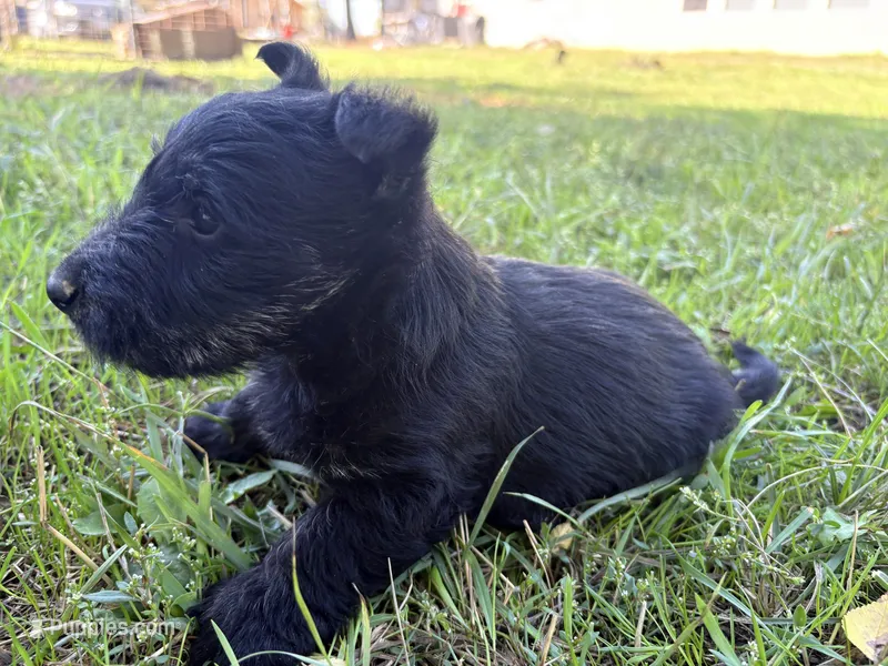 Cree – Scottish Terrier puppy for sale in Worden, MT