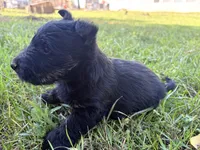 Cree, a female Scottish Terrier for sale in Worden, MT – 1 of 4