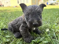 AKC Chico, a male Scottish Terrier for sale in Worden, MT – 3 of 5